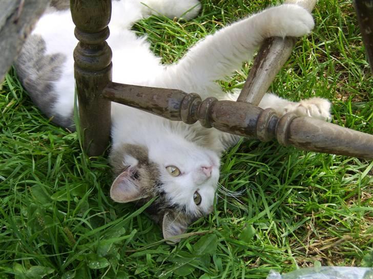 Norsk Skovkat Mikey *Solgt* billede 13