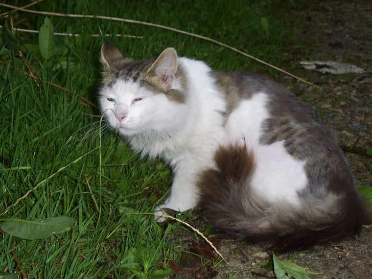 Norsk Skovkat Mikey *Solgt* billede 14