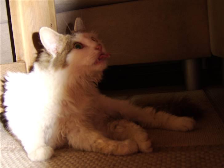 Norsk Skovkat Mikey *Solgt* billede 15