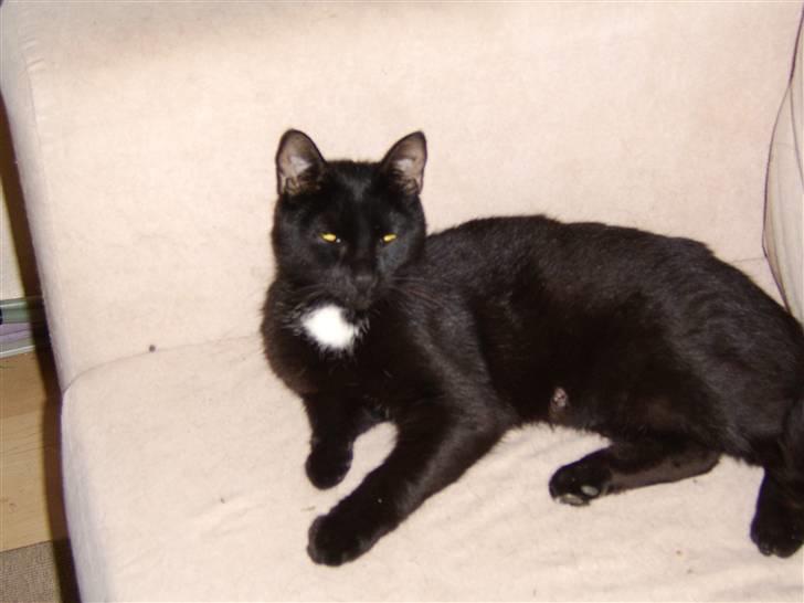 Huskat Xenia *Solgt* billede 1