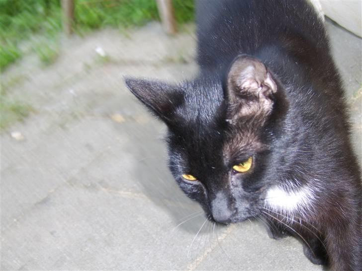 Huskat Xenia *Solgt* billede 2