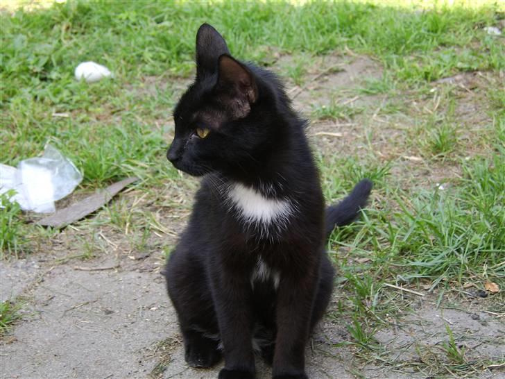 Huskat Xenia *Solgt* billede 3