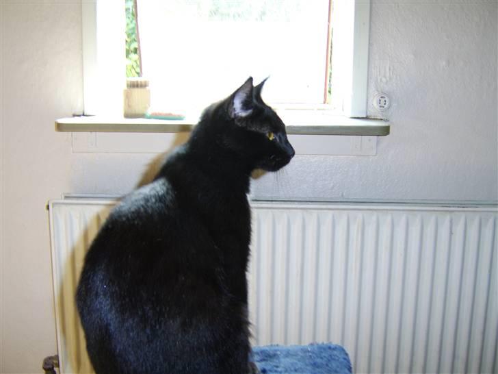 Huskat Xenia *Solgt* billede 4