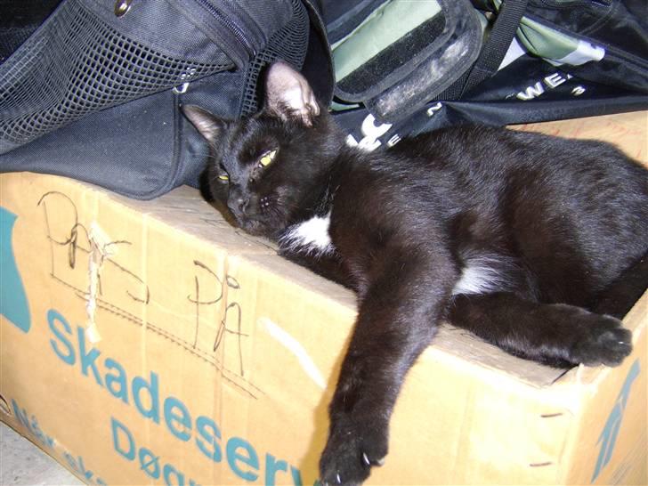 Huskat Xenia *Solgt* billede 5