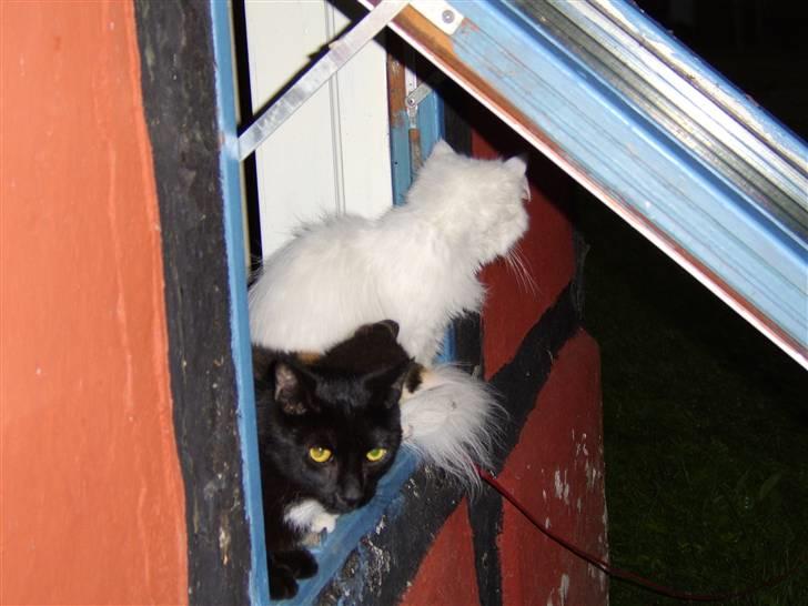 Huskat Xenia *Solgt* billede 6