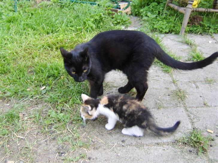 Huskat Xenia *Solgt* billede 7