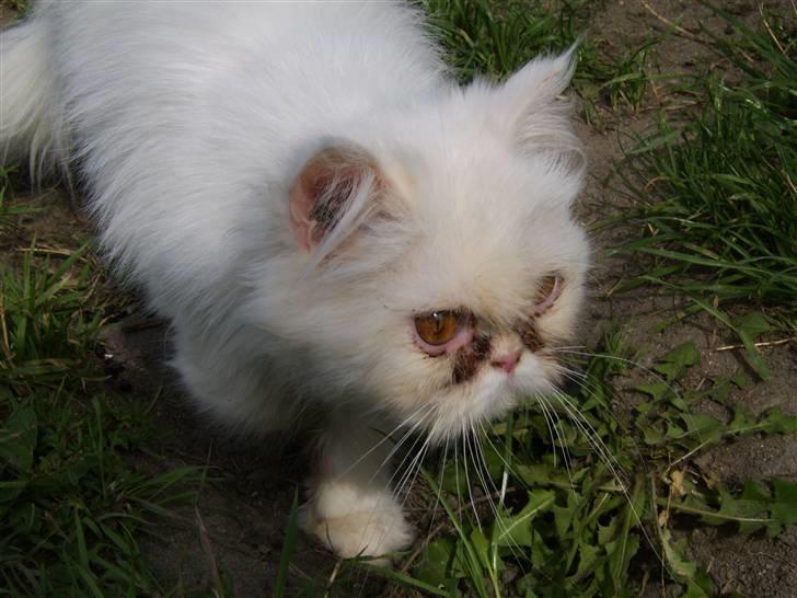 Perser Chelsy *Flyttet* billede 1