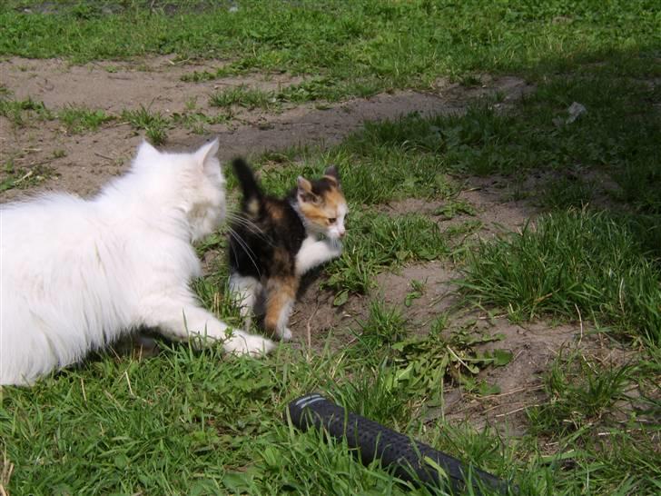 Perser Chelsy *Flyttet* billede 2