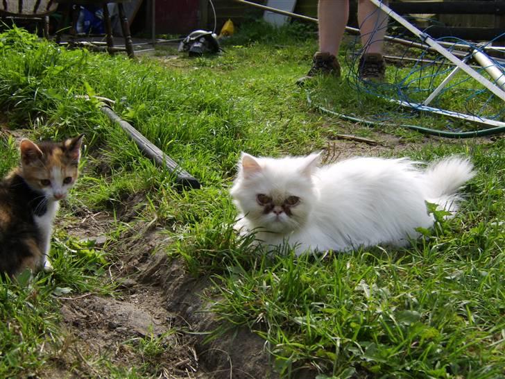 Perser Chelsy *Flyttet* billede 3