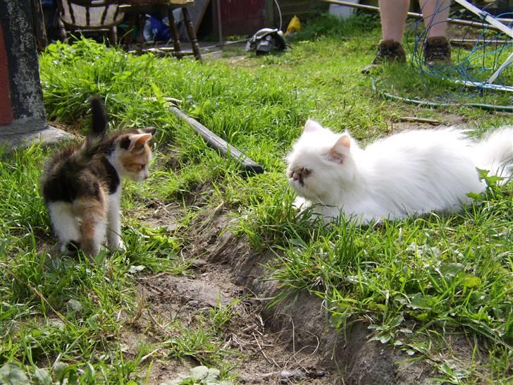 Perser Chelsy *Flyttet* billede 4