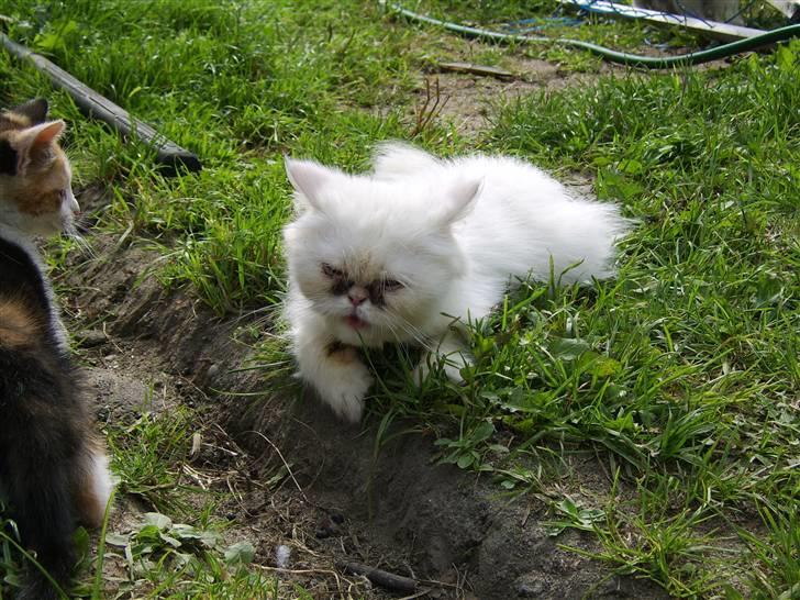 Perser Chelsy *Flyttet* billede 5