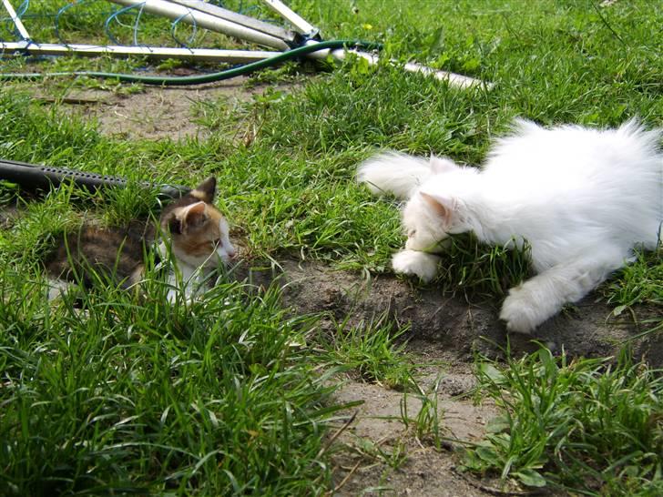 Perser Chelsy *Flyttet* billede 6