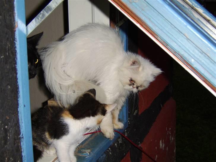 Perser Chelsy *Flyttet* billede 7