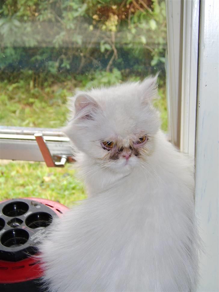 Perser Chelsy *Flyttet* billede 8