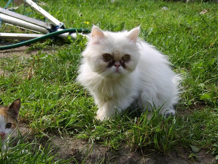 Perser Chelsy *Flyttet* billede 9