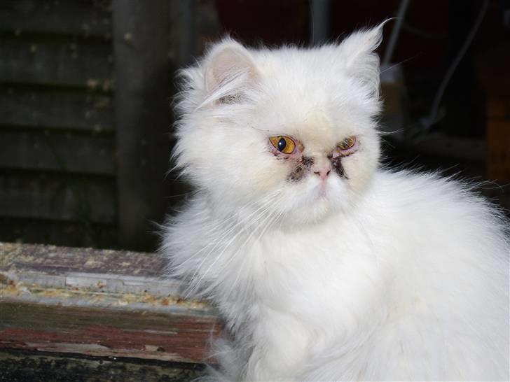 Perser Chelsy *Flyttet* billede 10