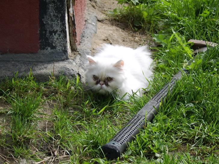 Perser Chelsy *Flyttet* billede 11