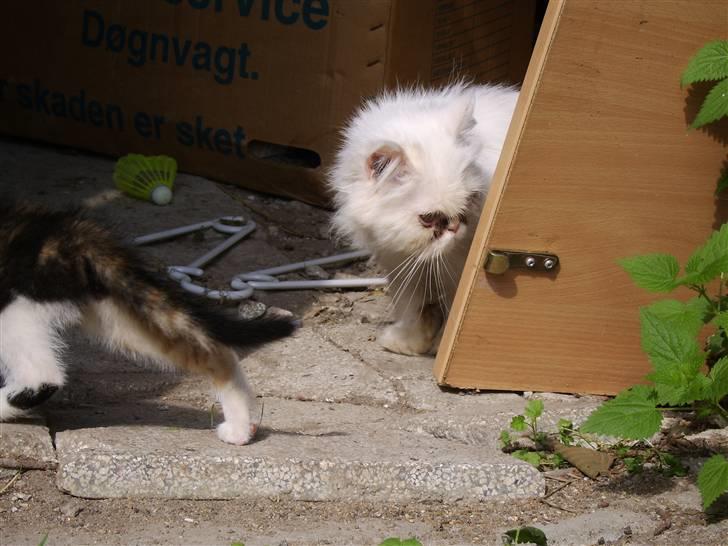 Perser Chelsy *Flyttet* billede 12