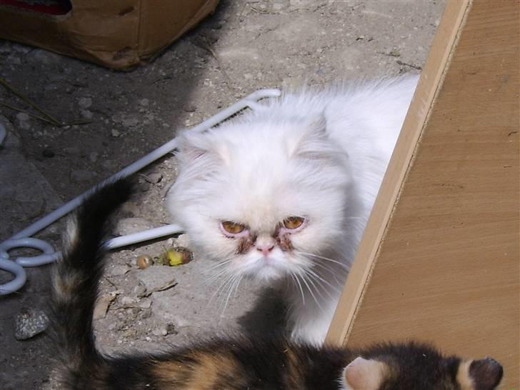 Perser Chelsy *Flyttet* billede 13