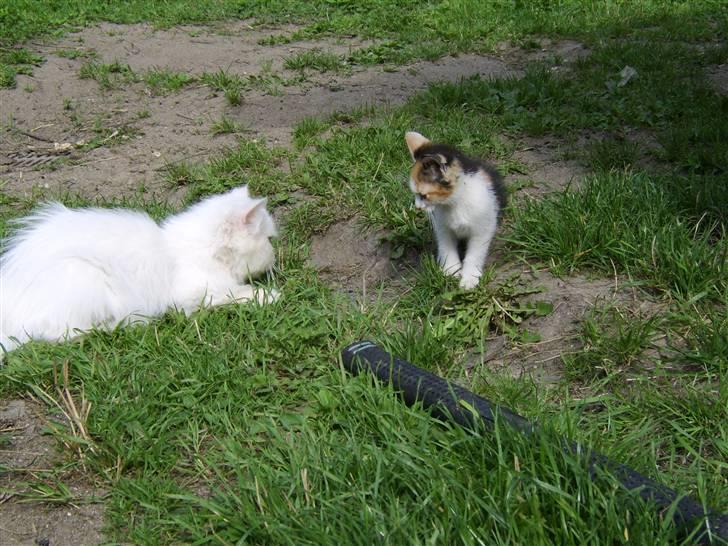 Perser Chelsy *Flyttet* billede 14