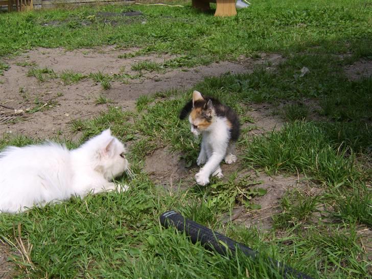 Perser Chelsy *Flyttet* billede 15