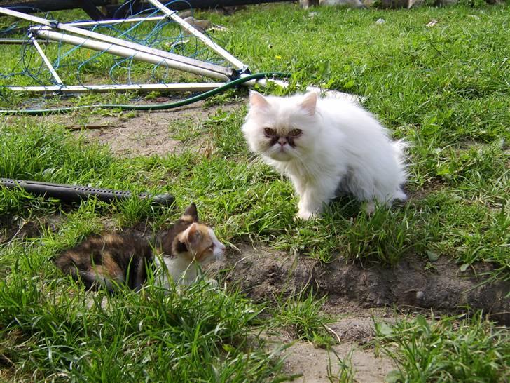 Perser Chelsy *Flyttet* billede 16