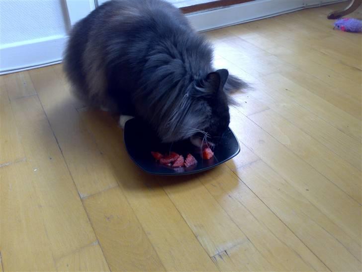 Norsk Skovkat Olfert - Så er det melontid billede 11