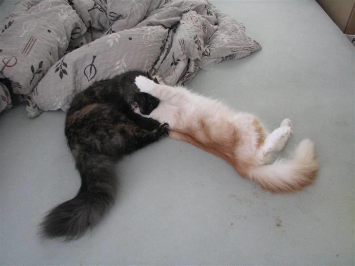 Norsk Skovkat RavneRocks Elinor - Nyt:  Av av Lad så vær billede 11