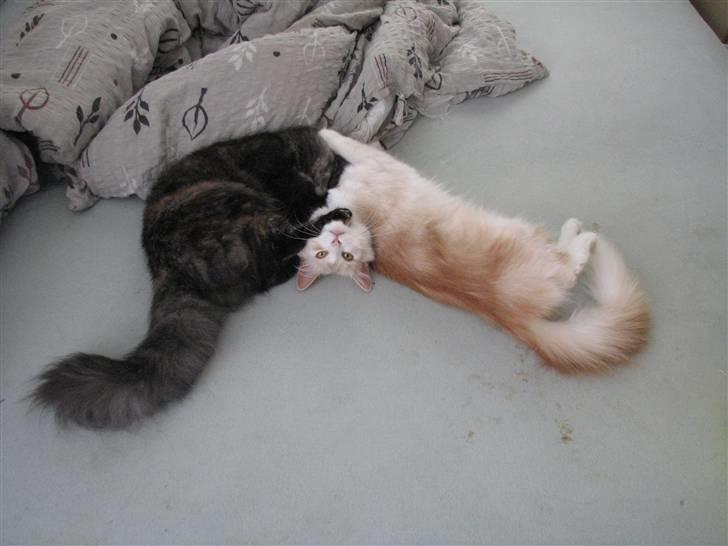 Norsk Skovkat RavneRocks Elinor - Nyt:  Jeg har dig billede 12