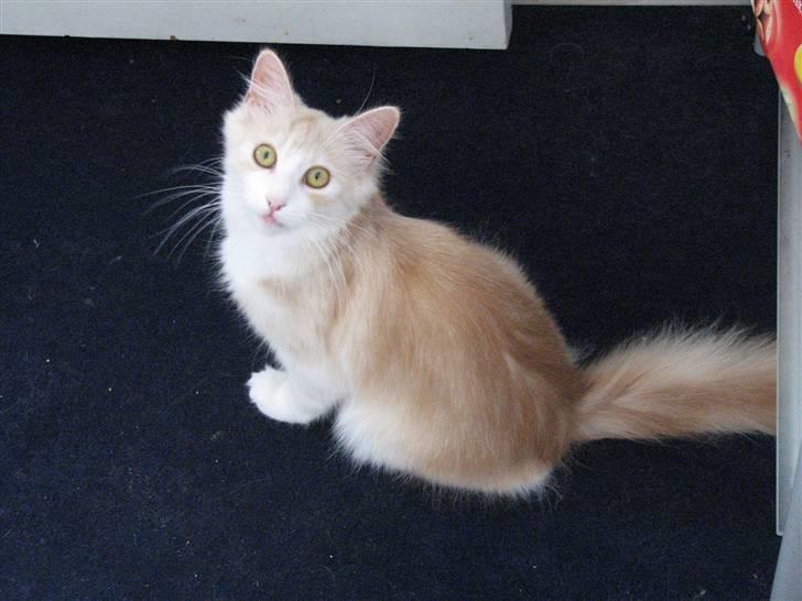 Norsk Skovkat RavneRocks Elinor - Nyt:  Er jeg ikke bare lækker billede 13