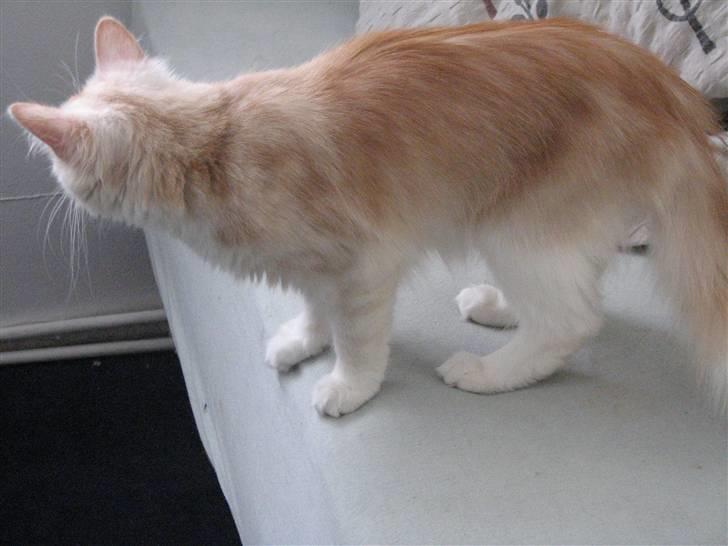 Norsk Skovkat RavneRocks Elinor - Nyt:  Hov hvor blev du af... billede 14