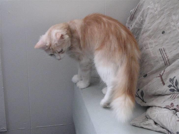 Norsk Skovkat RavneRocks Elinor - Nyt:  Hva laver du under sengen tante billede 15