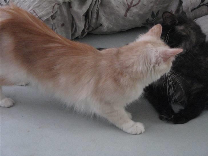 Norsk Skovkat RavneRocks Elinor - Nyt: billede 16