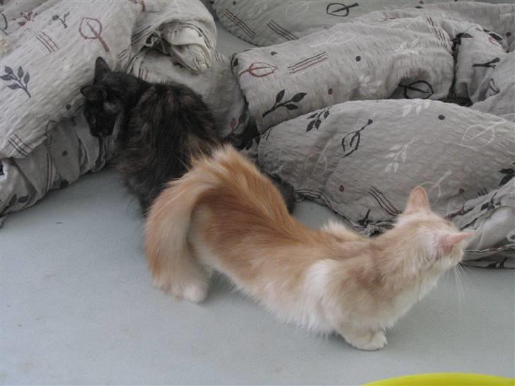 Norsk Skovkat RavneRocks Elinor - Nyt:  Sådan forgår det hver gang at Elinor og tante er i løbetid så ska der leges billede 17