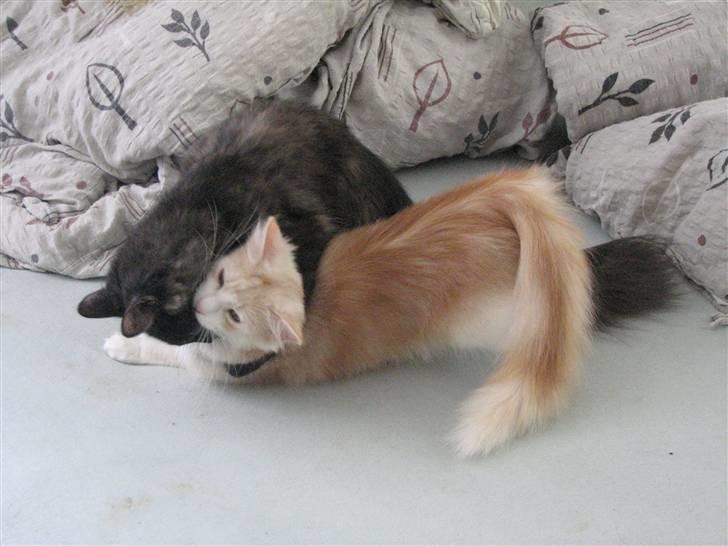 Norsk Skovkat RavneRocks Elinor - Nyt: Jeg har dig elinor billede 18