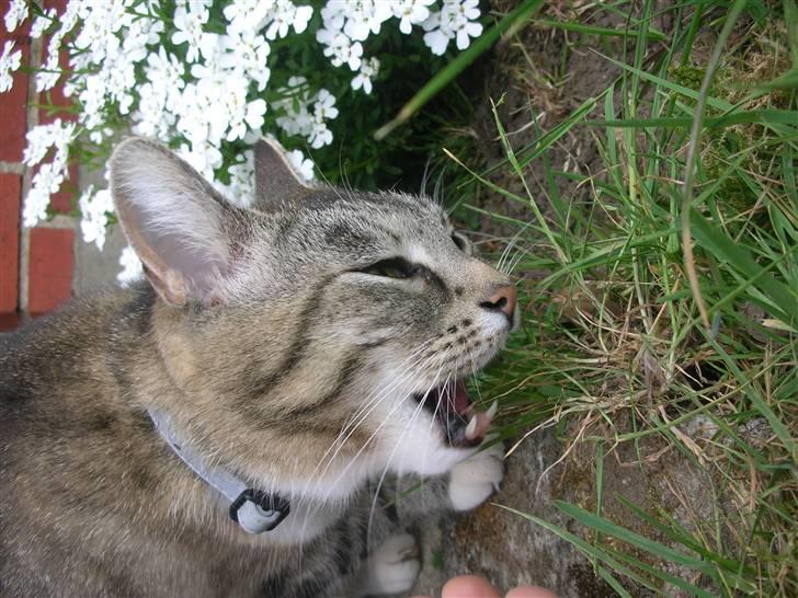 Blanding af racer Mis - 3. Uhmm, græs ... billede 3