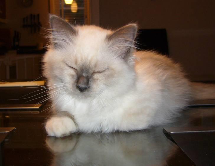 Hellig Birma Sir Østen (Solgt) billede 13