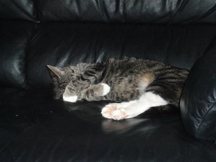 Huskat Bette (R.I.P.) billede 6