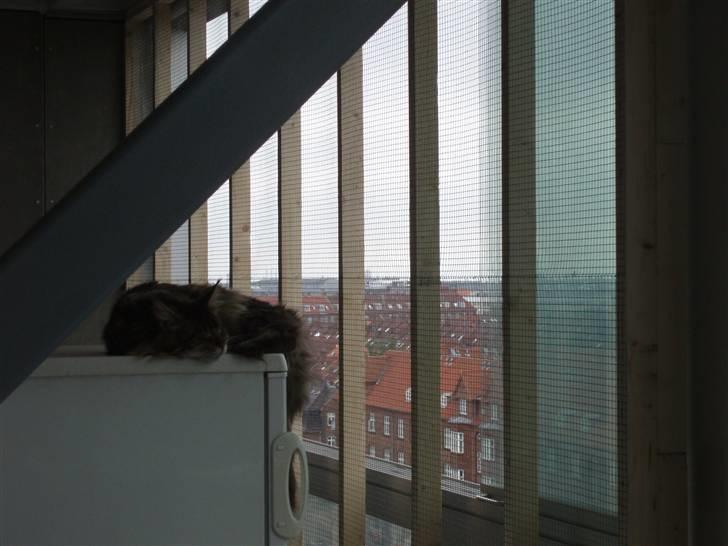 Maine Coon Lion Heart billede 18