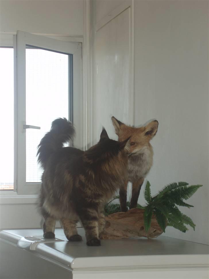 Maine Coon Lion Heart billede 19