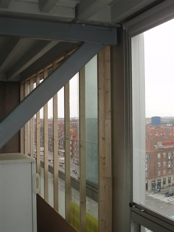 Maine Coon Lion Heart billede 20