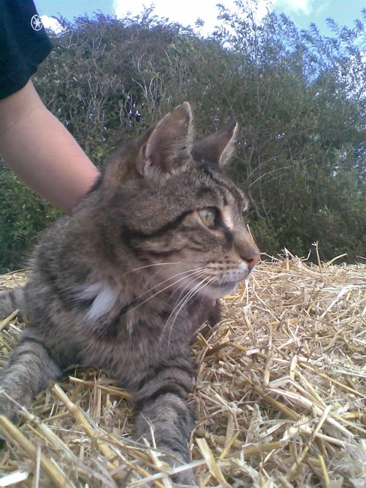 Huskat bitter - Det er så skønt det her......Ok jeg keder mig billede 18