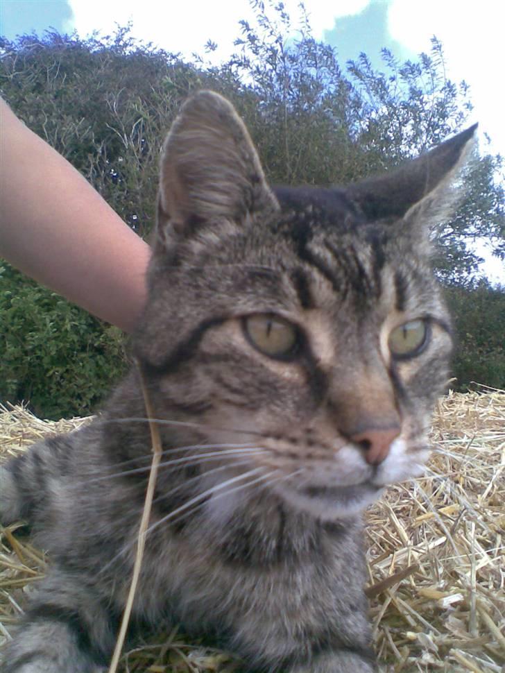 Huskat bitter - Uhh du ramte det helt rigtige sted...Bli ved med at klø mig det...Ahhh billede 19