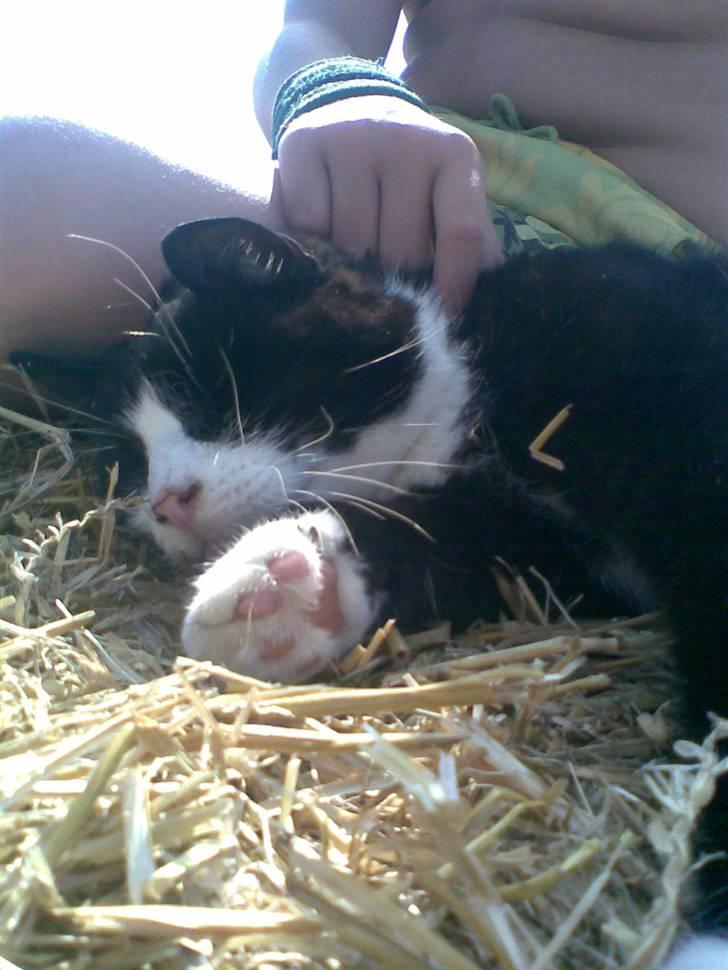 Huskat sort mis - jeg er sååååååå sexet billede 6