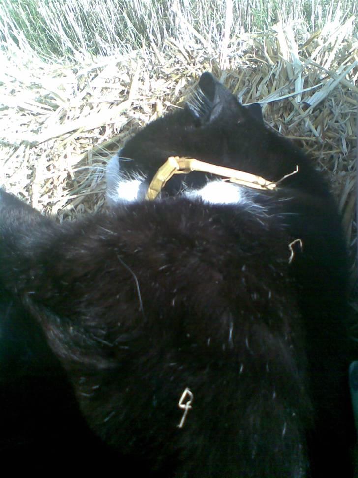 Huskat sort mis - falder om åååååhhh billede 7