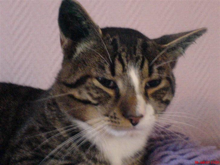 Blanding af racer Mickey - En nylig kastreret og øretatoveret "han"mis billede 13