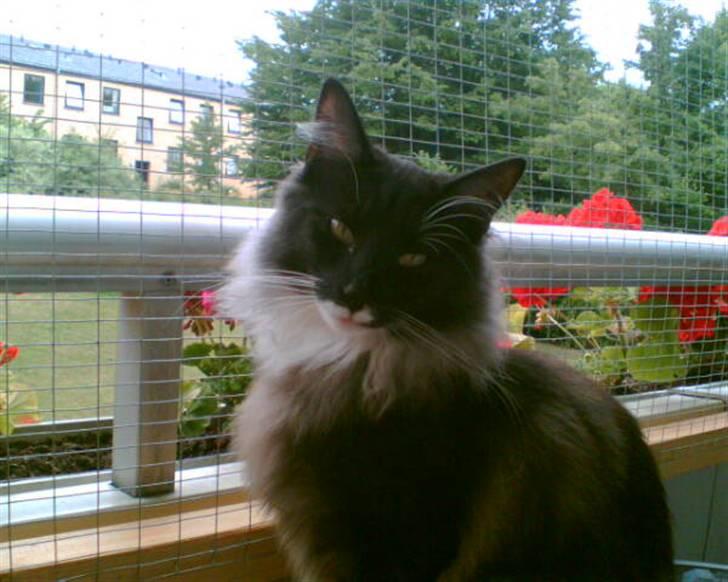 Norsk Skovkat Olfert - Kan da godt lige kigge hvis du synes billede 12