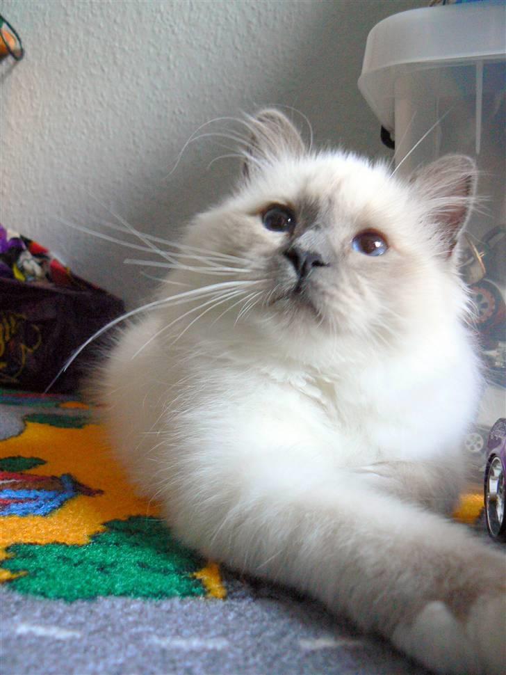 Hellig Birma DK Søkjær´s Morgan R.I.P billede 8