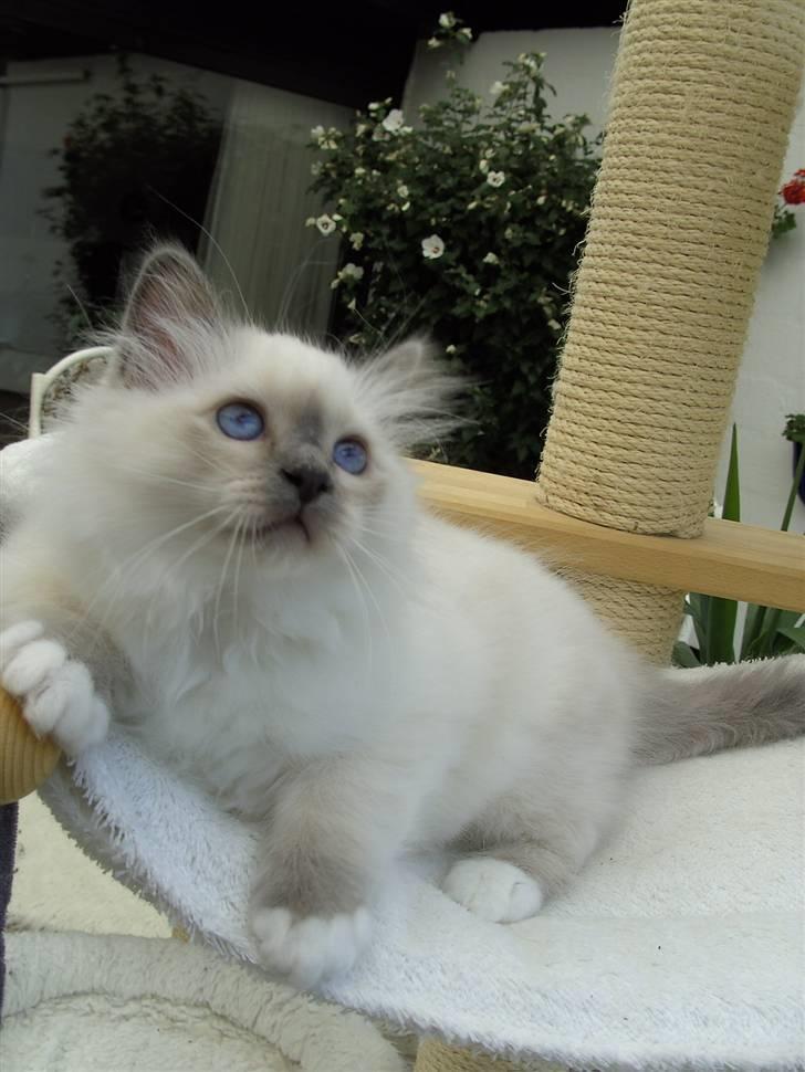 Hellig Birma DK Søkjær´s Morgan R.I.P billede 9