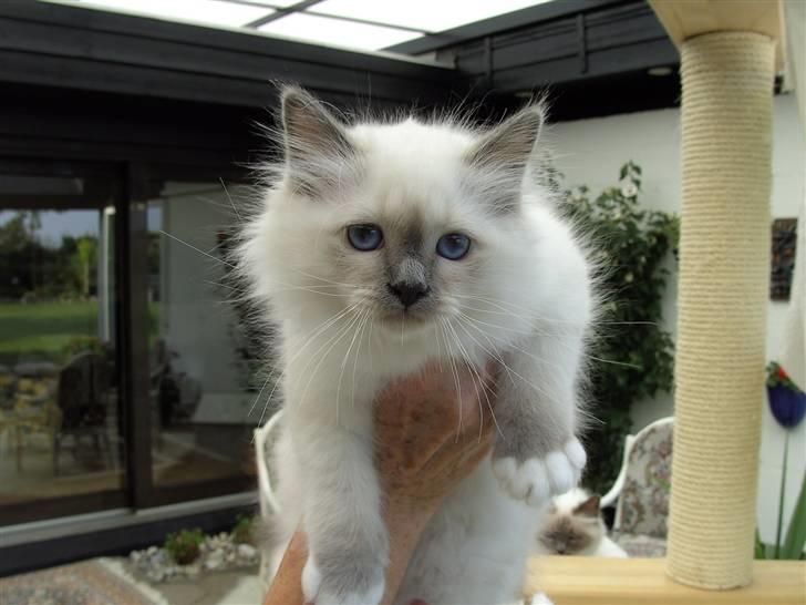 Hellig Birma DK Søkjær´s Morgan R.I.P billede 10